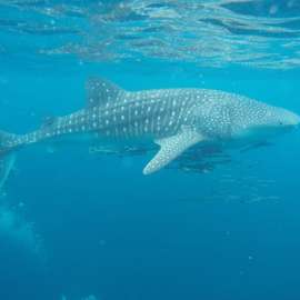 Rescuing a Whale Shark in Koh Tao, Thailand